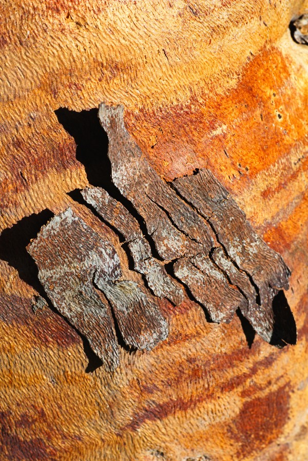 Flowering Gum Bark by Joy Watson